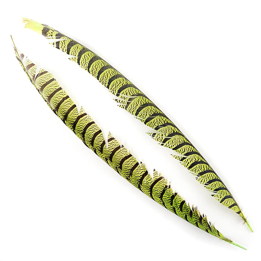 Lady Amherst Pheasant Tails - Lime