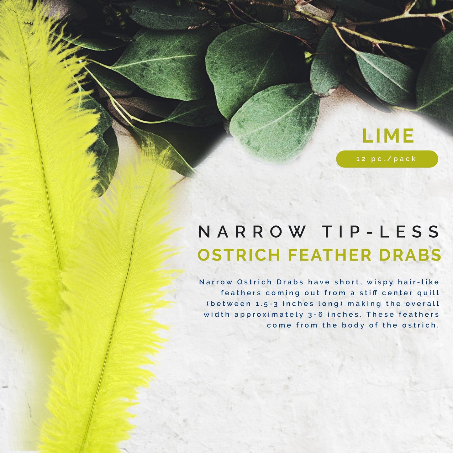 Ostrich Feathers-Narrow Drabs - Lime