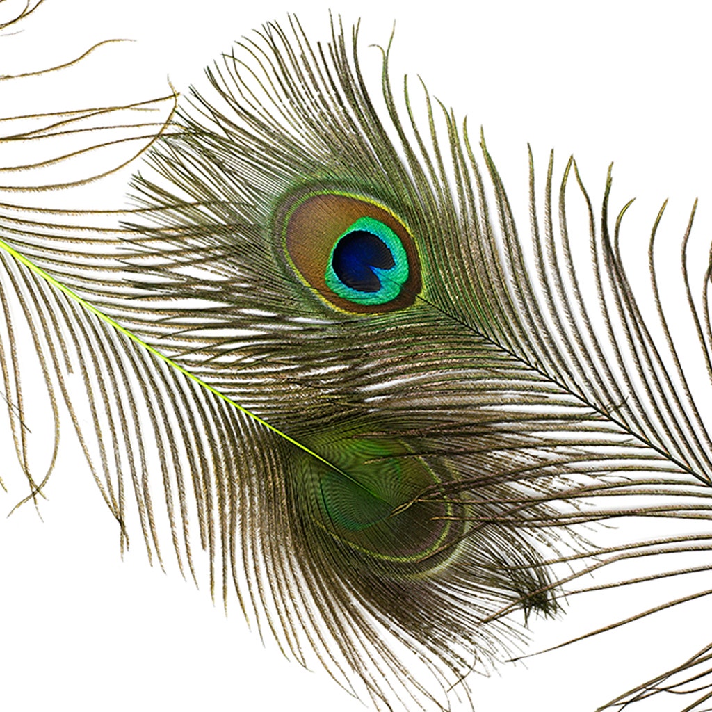 Peacock Tail Eyes Stem Dyed - 25-40 Inch - 100 PCS - Lime