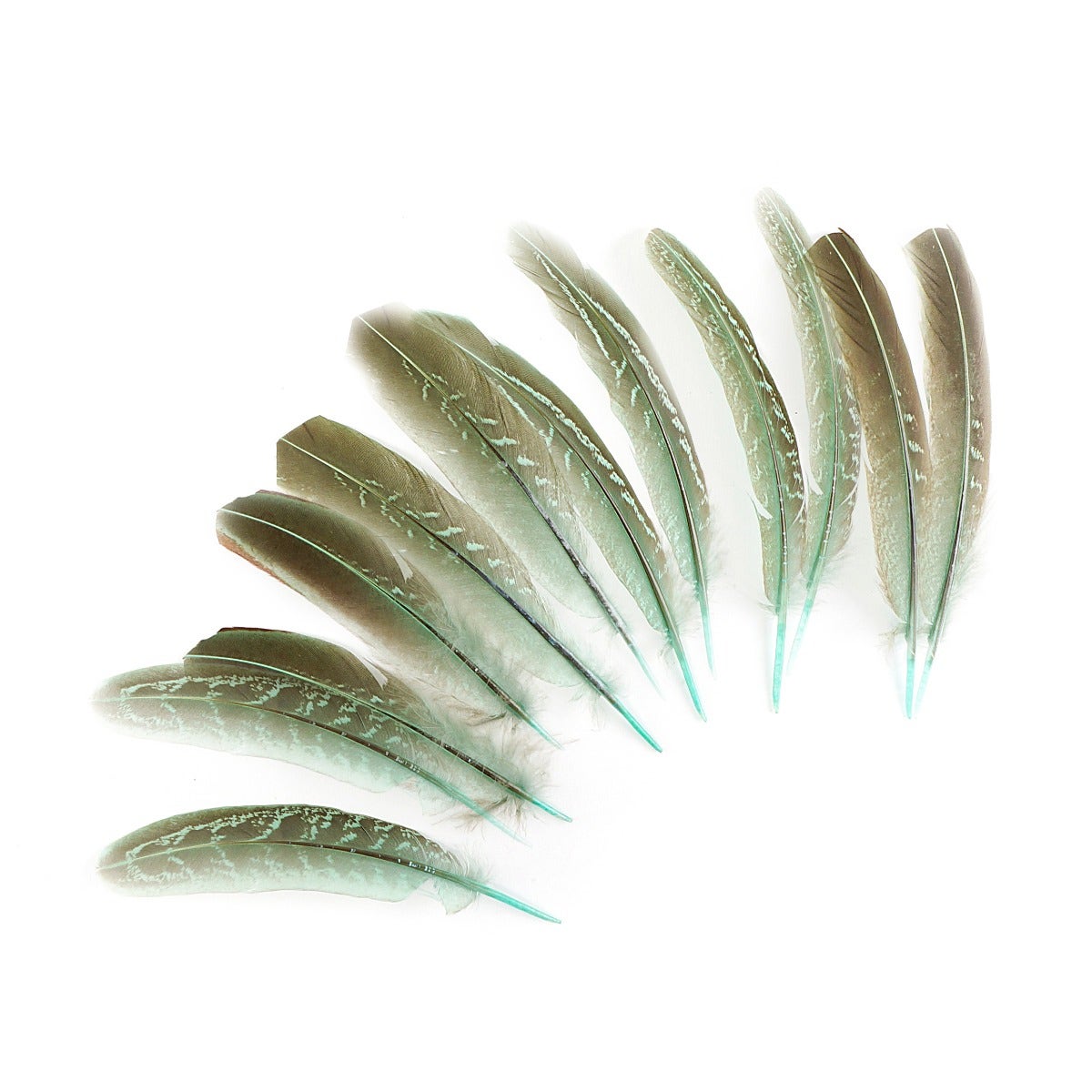 Pheasant Tail Feathers Dyed - Mint