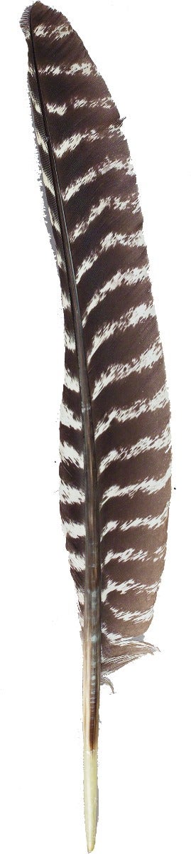 Barred Turkey Pointers FEATHERS - Natural – featherplace.com by Zucker ...