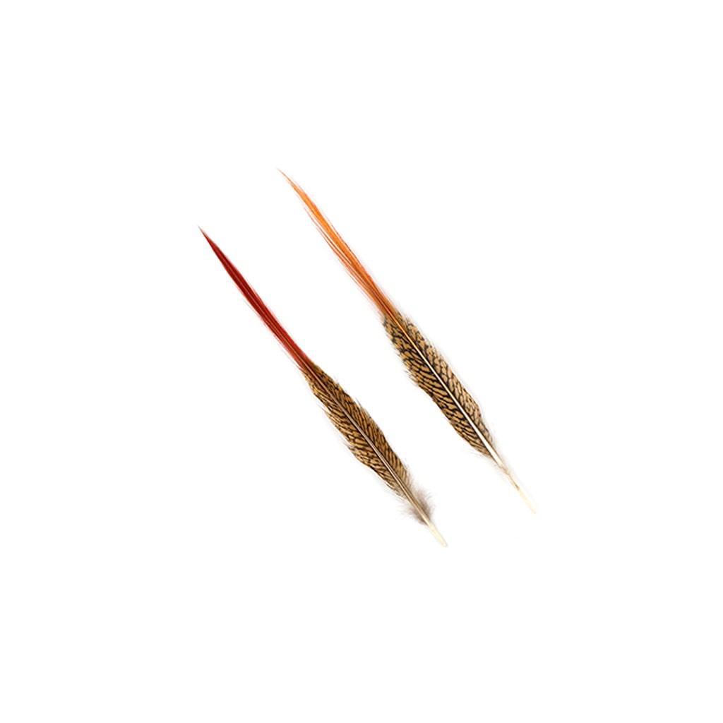 Golden Pheasant Red Top Tails - Natural-10-12"