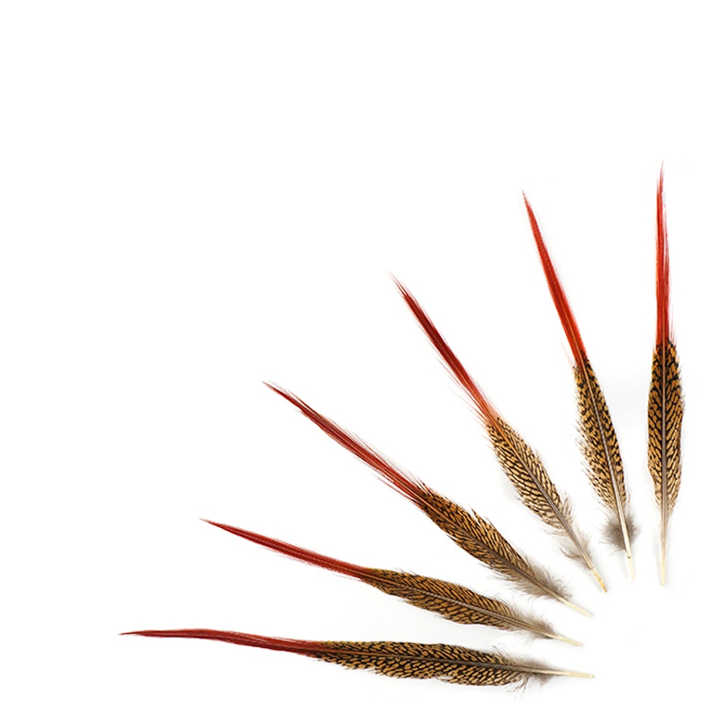 10 PC/PKG Golden Pheasant Red Top Tails 10-12"- Natural