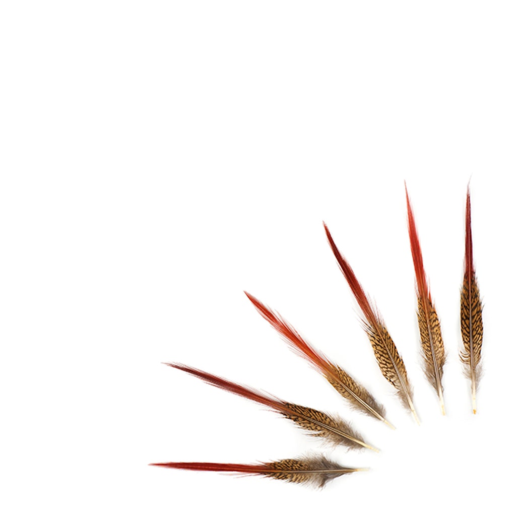 10 PC/PKG Golden Pheasant Red Top Tail Feathers 8-10" - Natural