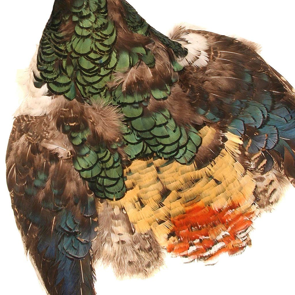 Lady Amherst Pheasant Pelt #1 - Natural-NoC