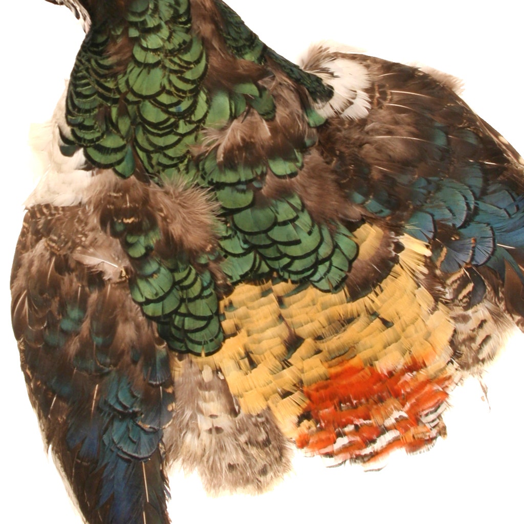 Lady Amherst Pheasant Pelt #1 - Natural-WC