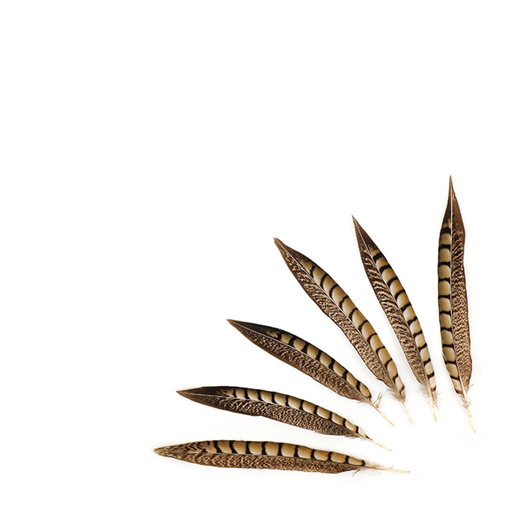 Lady Amherst Pheasant Tails - Natural - 8 - 12"