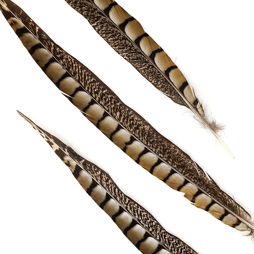 Lady Amherst Pheasant Tails - Natural - 12 - 16"