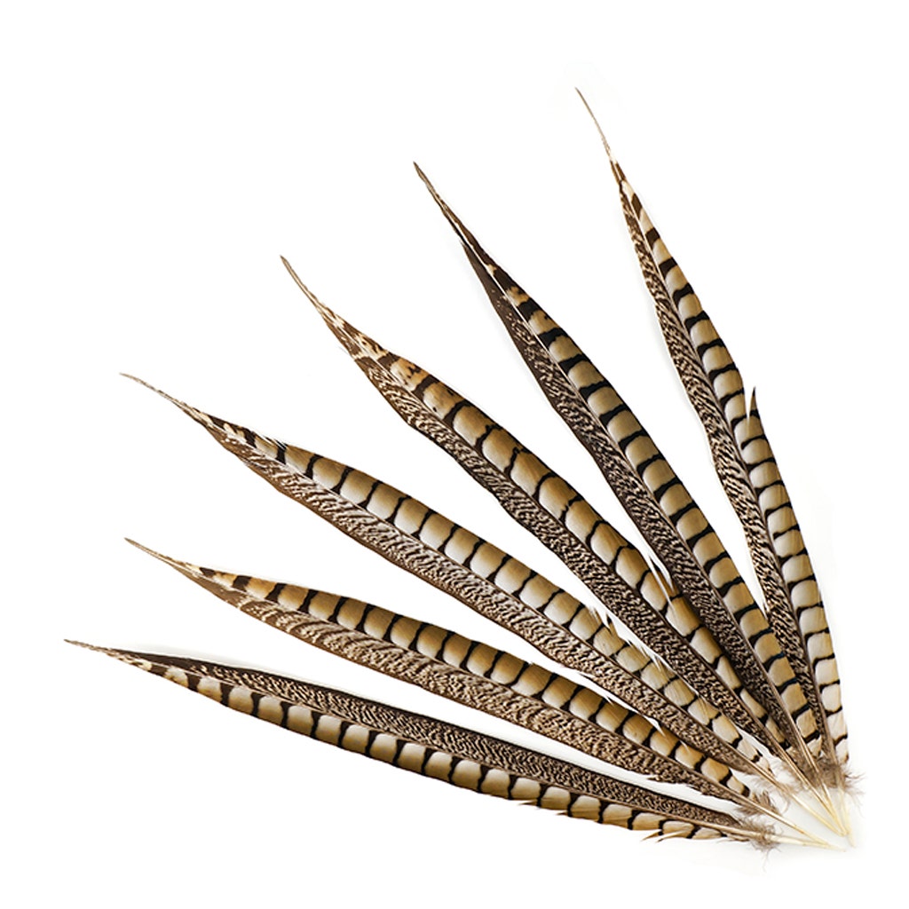 Lady Amherst Pheasant Tails - Natural - 16 - 20"