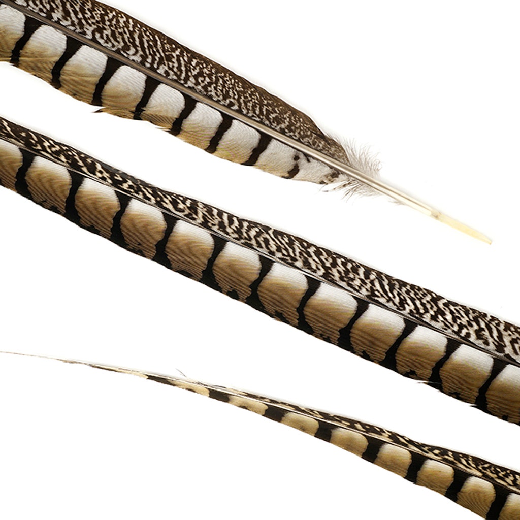 Lady Amherst Pheasant Tails - Natural - 30 - 35"