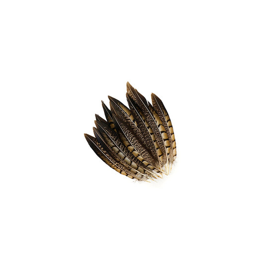 Lady Amherst Feathers – Jupiter Row