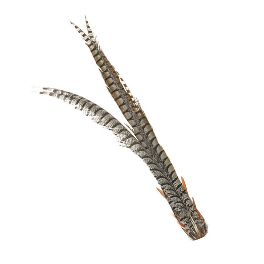 Lady Amherst Pheasant Tail - Natural