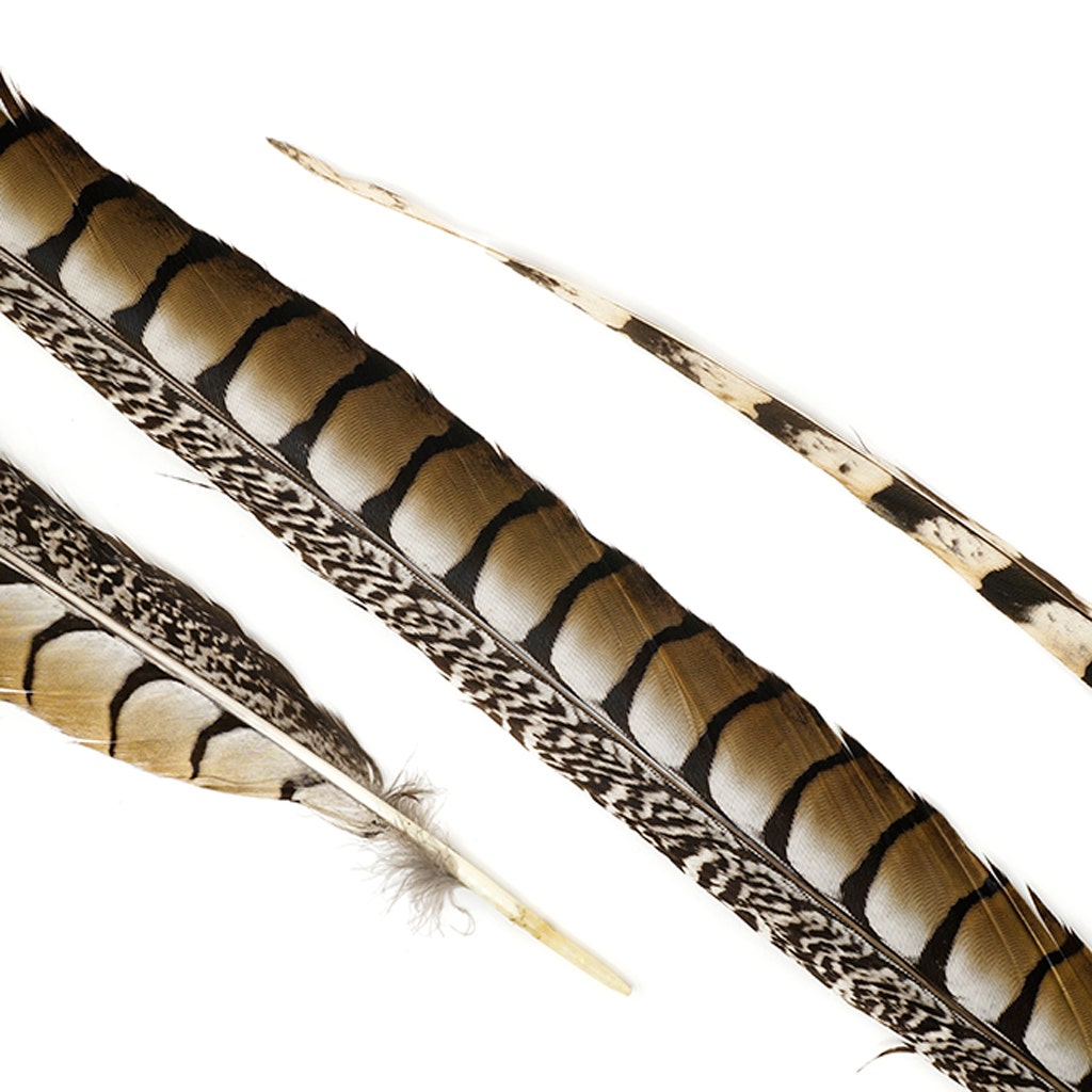 Lady Amherst Pheasant Tails 35" and Up- Natural