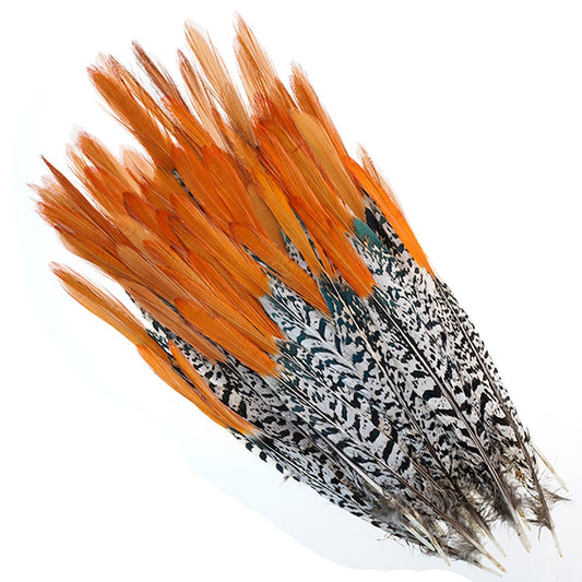 Lady Amherst Pheasant Tail Feathers –  by Zucker