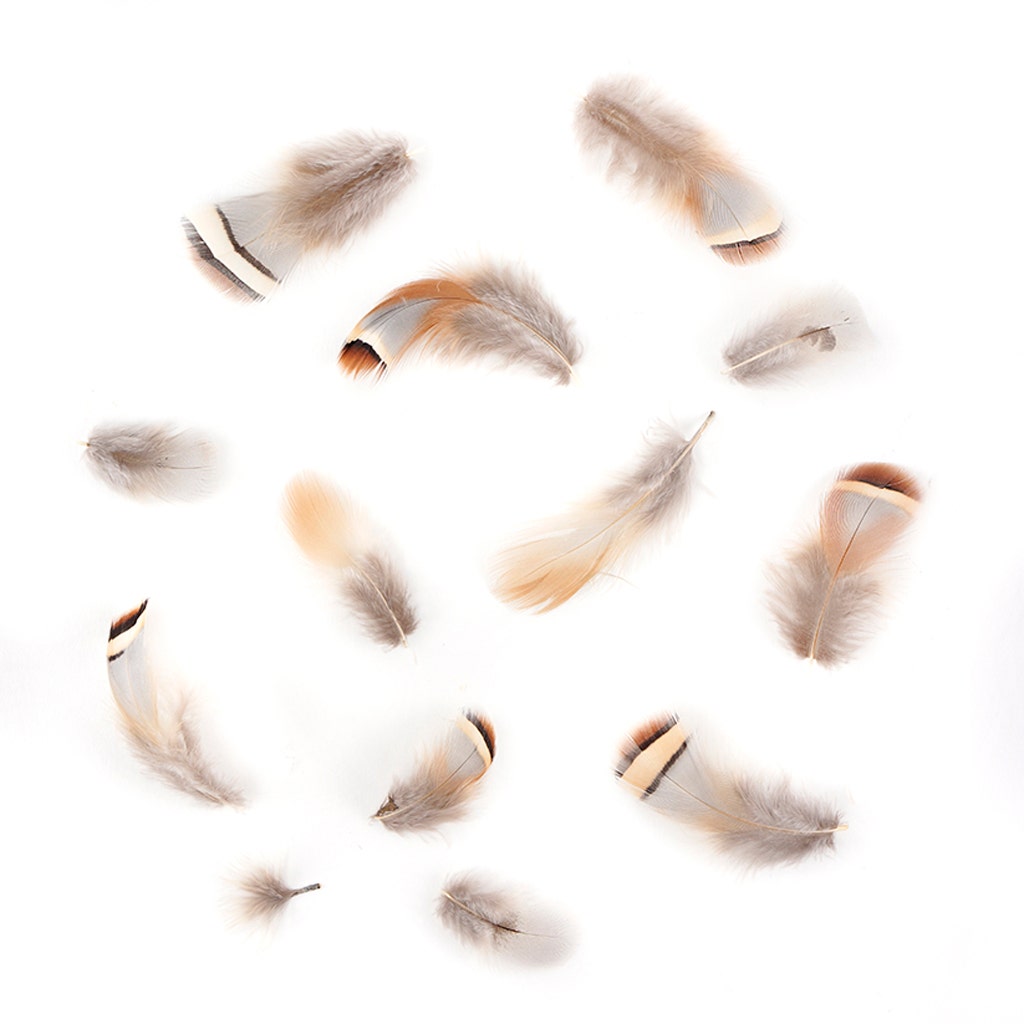 Partridge Plumage Feathers - Natural