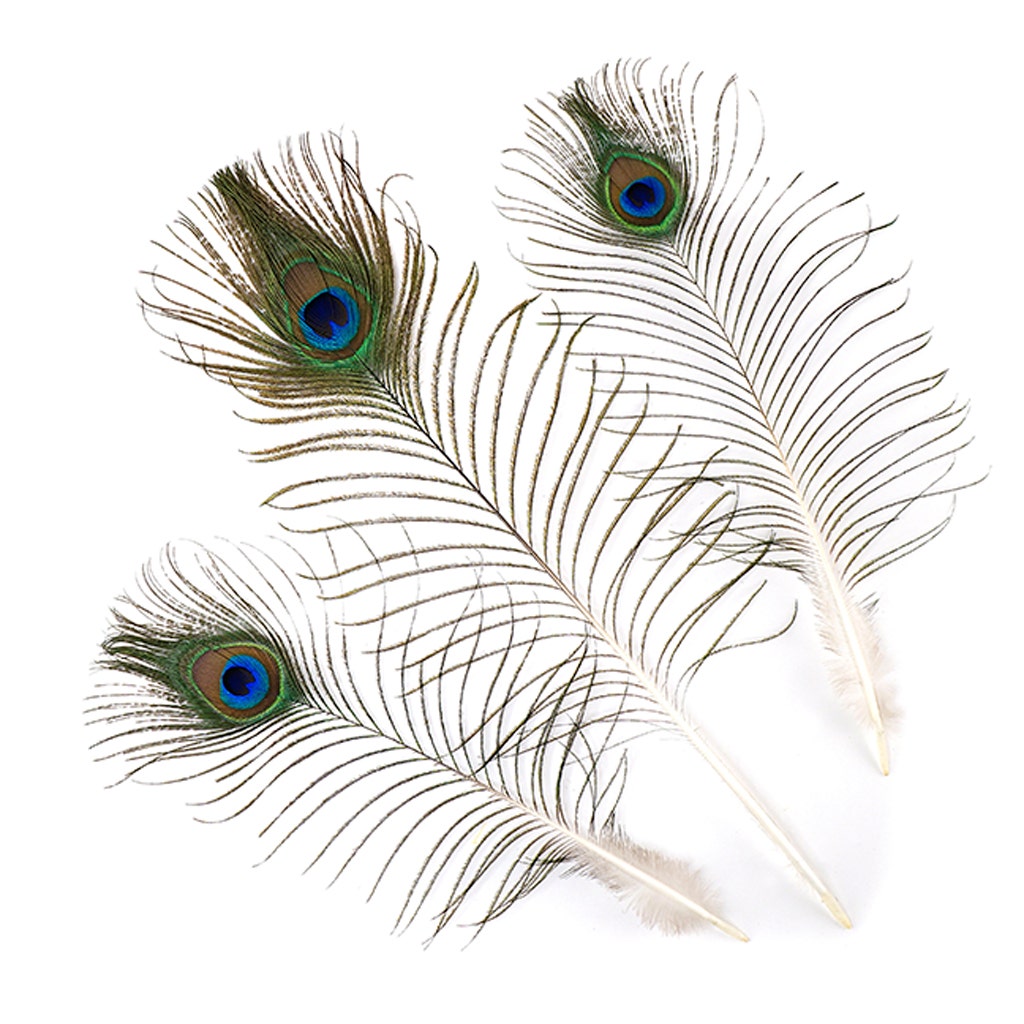 Peacock Tail w/Small Eyes Natural - 8 -15"