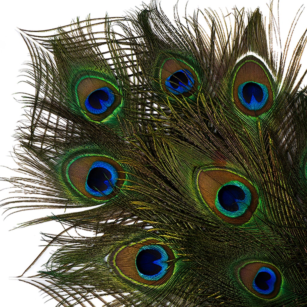 Peacock Tail Eyes Small and Large Natural - 8 -15"