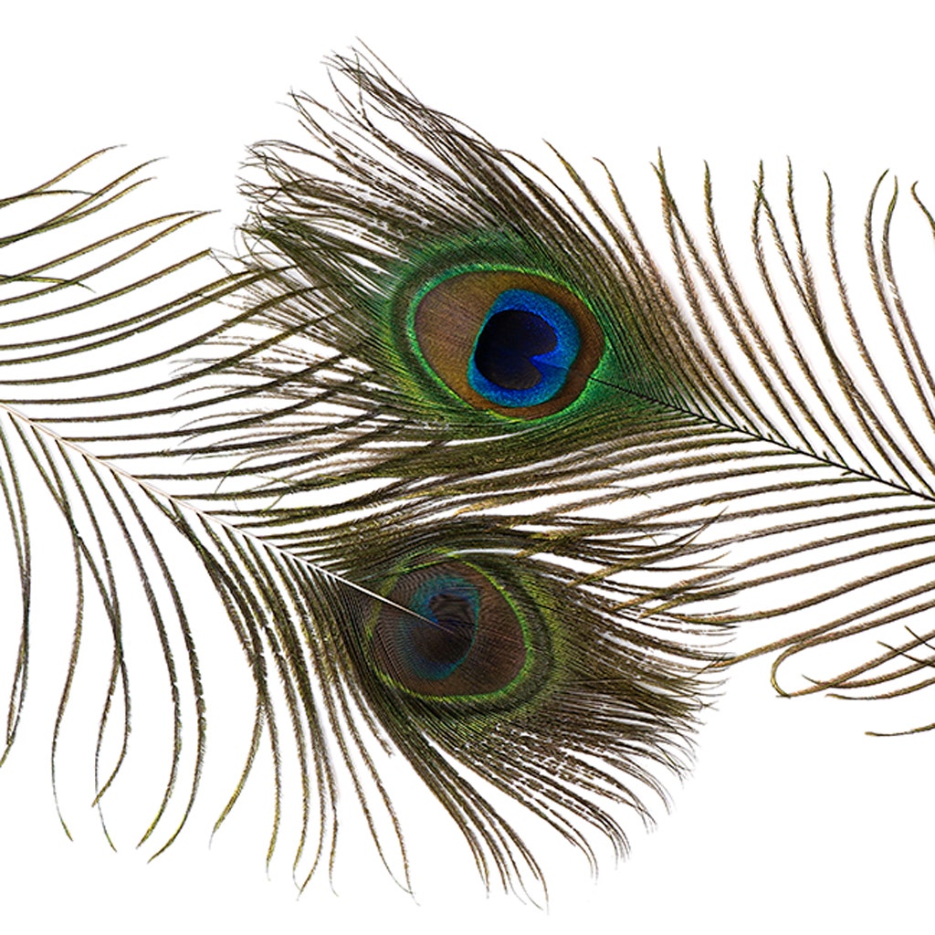 Peacock Tail Eyes Small and Large Natural - 8 -15"
