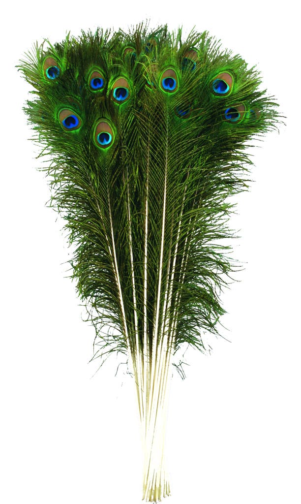 Peacock Tail Eyes Natural - 35 - 40"