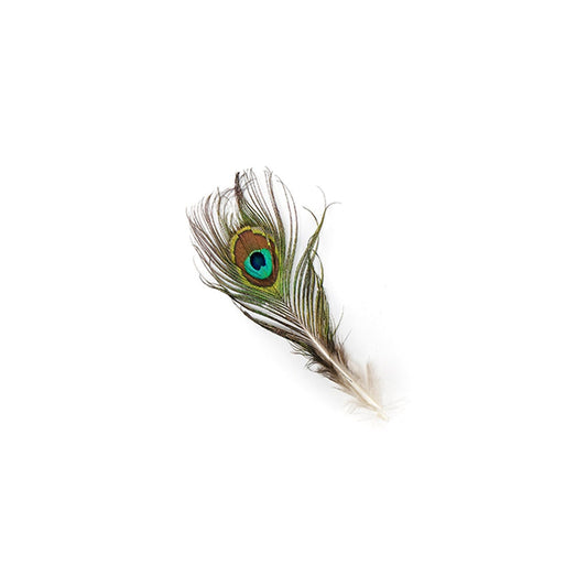 Peacock Tail W/ Small Eye - 2 - 4"