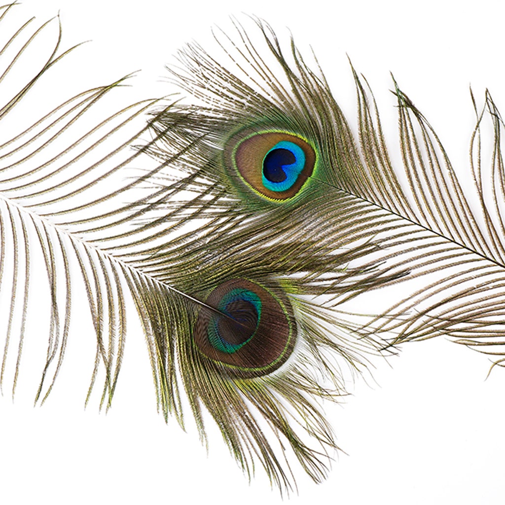 Peacock Tail Eyes Natural - 45" and UP