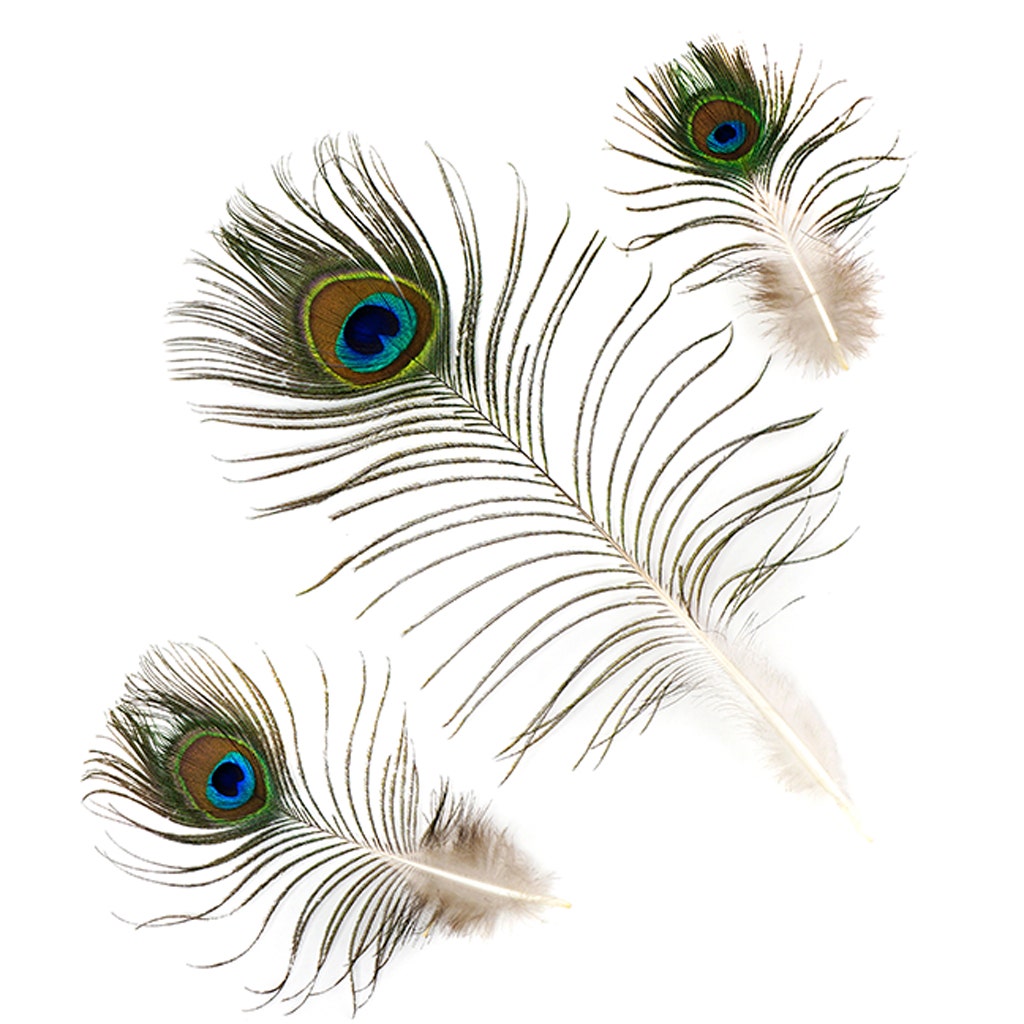 Peacock Tails w/Small Eyes - 4 - 10" - Natural