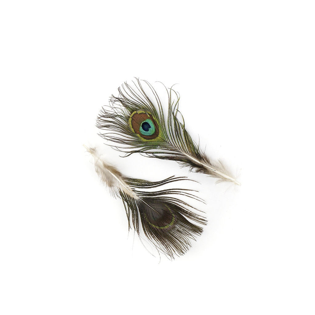 Peacock Feather w/Small Complete Eyes Natural