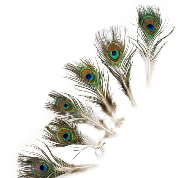 12 Pack: Peacock Feather Pick by Ashland, Size: 35, Blue
