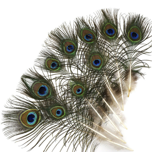 25 PCS Peacock Eye Feather Craft 4-10" - Natural