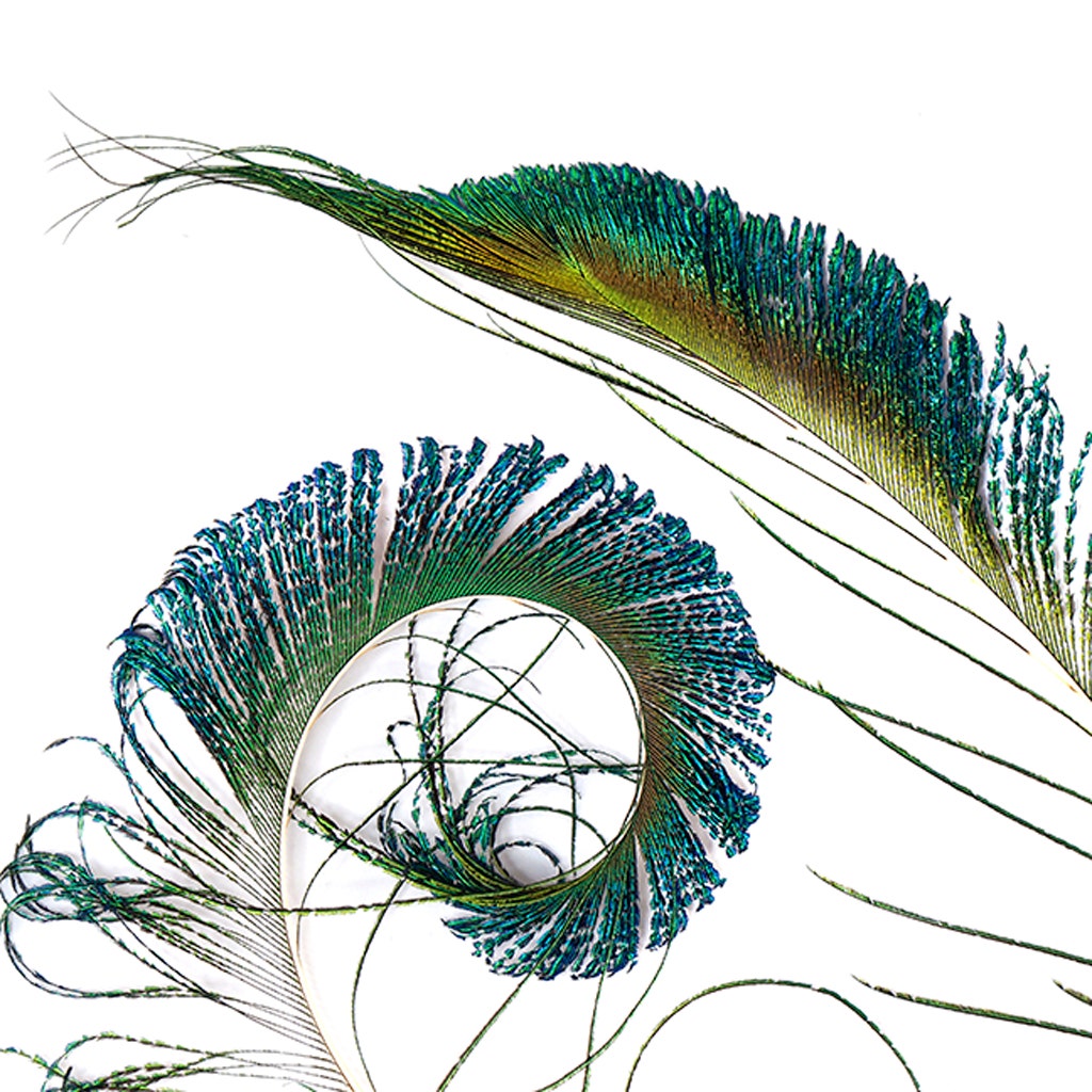 Peacock Feather Swords - Natural