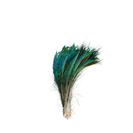 Peacock Feather Swords Right Wing 12-20" - Natural