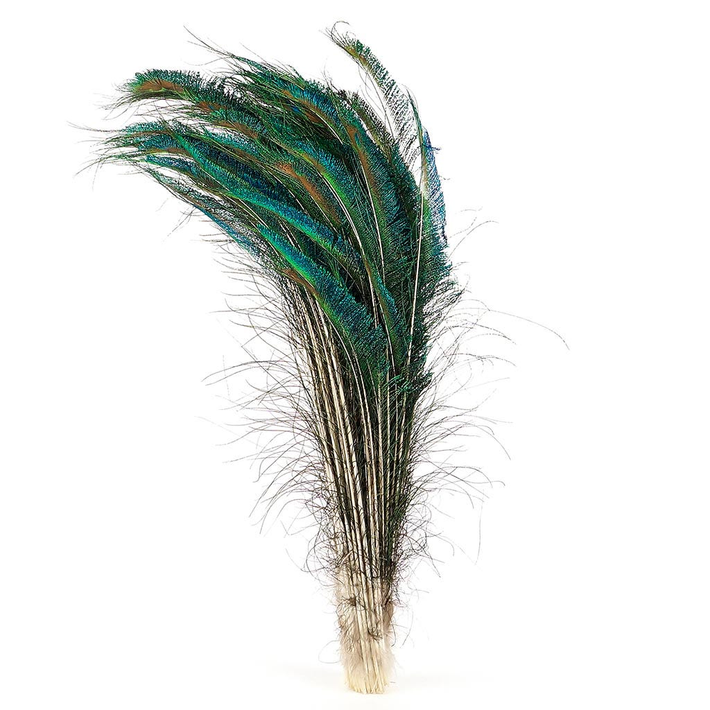 Peacock Feather Swords Natural - LT - 25 - 30"