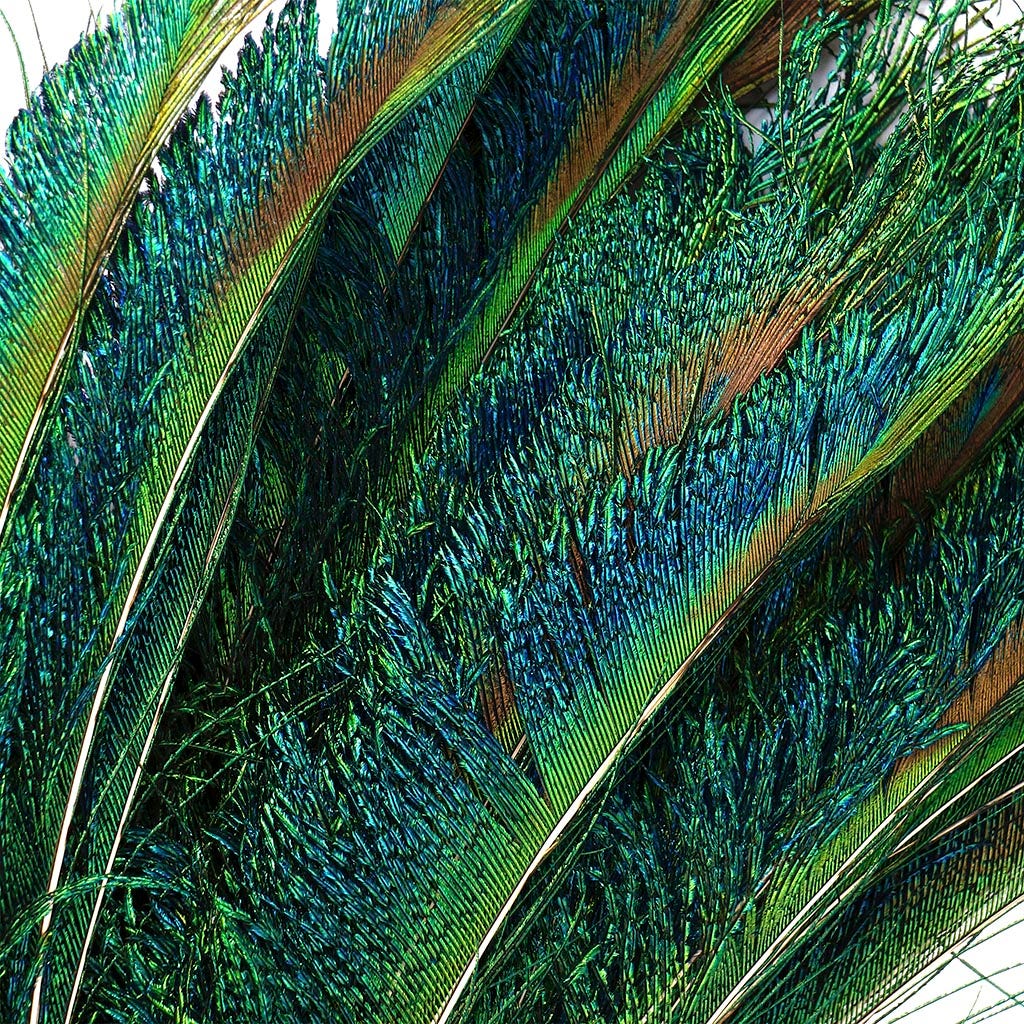 Peacock Feather Swords Natural - RT - 25 - 30"