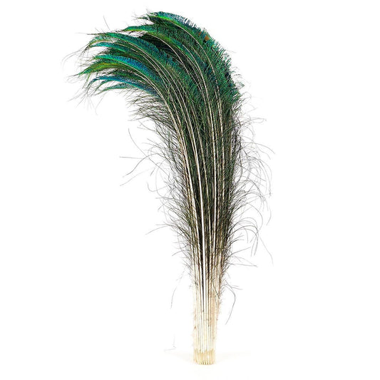 Peacock Feather Swords Right Wing 30-40" - Natural