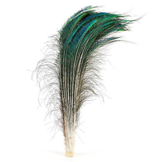 Peacock Feather Swords Natural - 30 - 40"