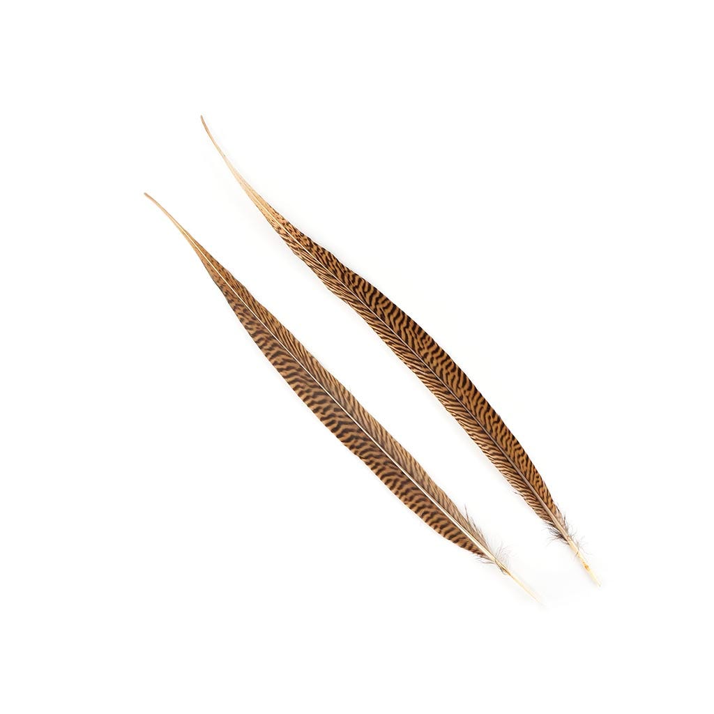 Golden Pheasant Tails Natural - 18 - 20"