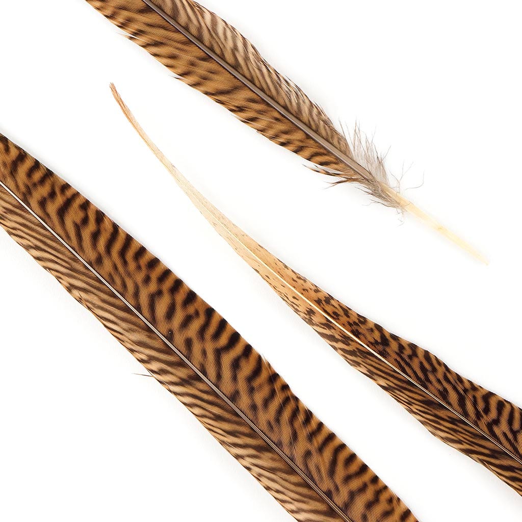 Golden Pheasant Tails Natural - 18 - 20"