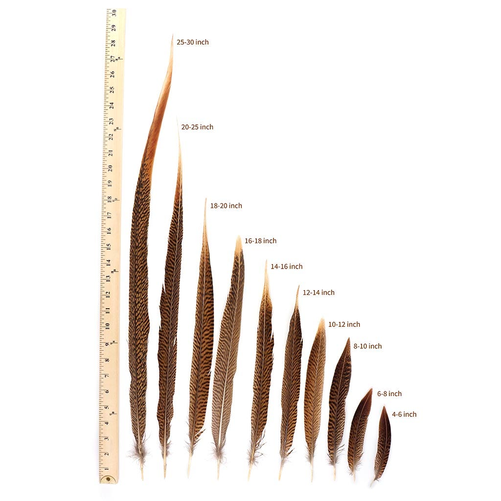 10 PC/PKG Golden Pheasant Tails Natural 8-10" - Natural