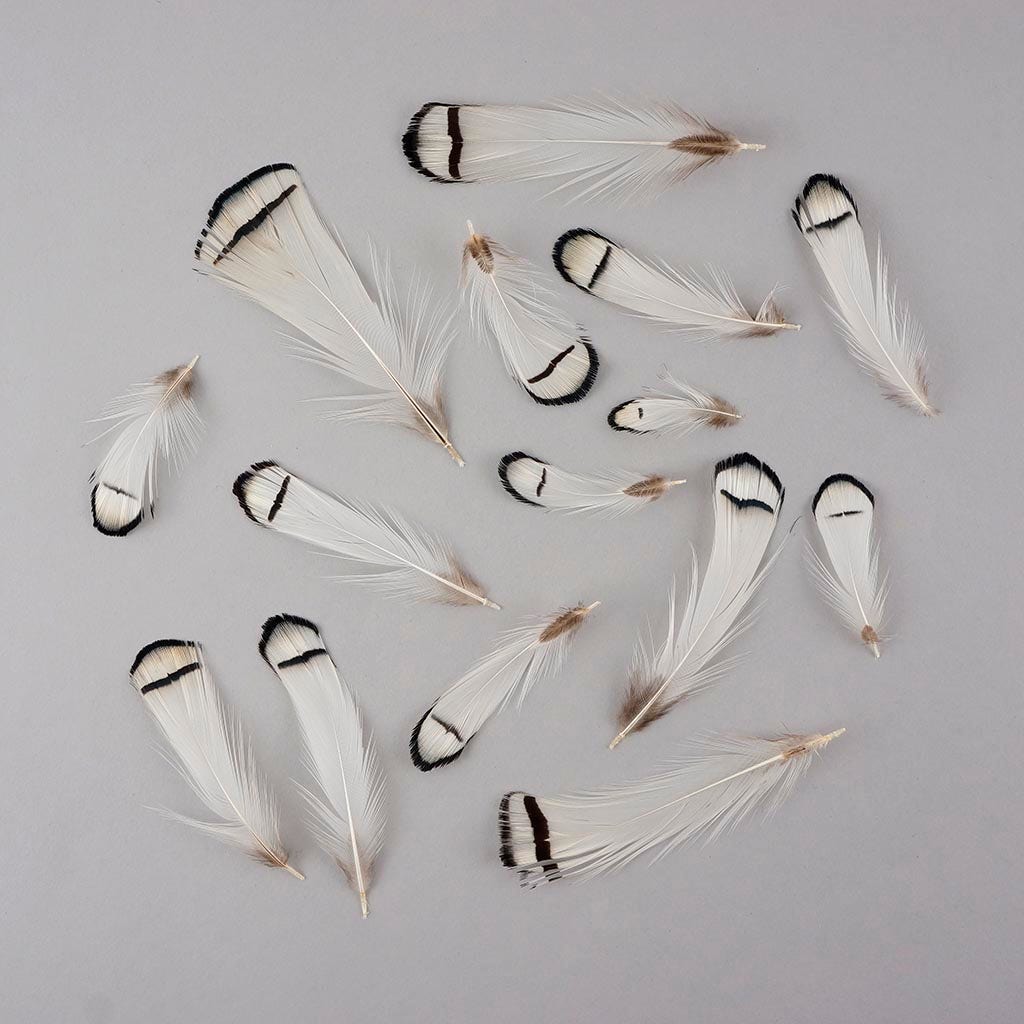 Pheasant Lady Amherst Crest Plumage 1-3.5" Natural