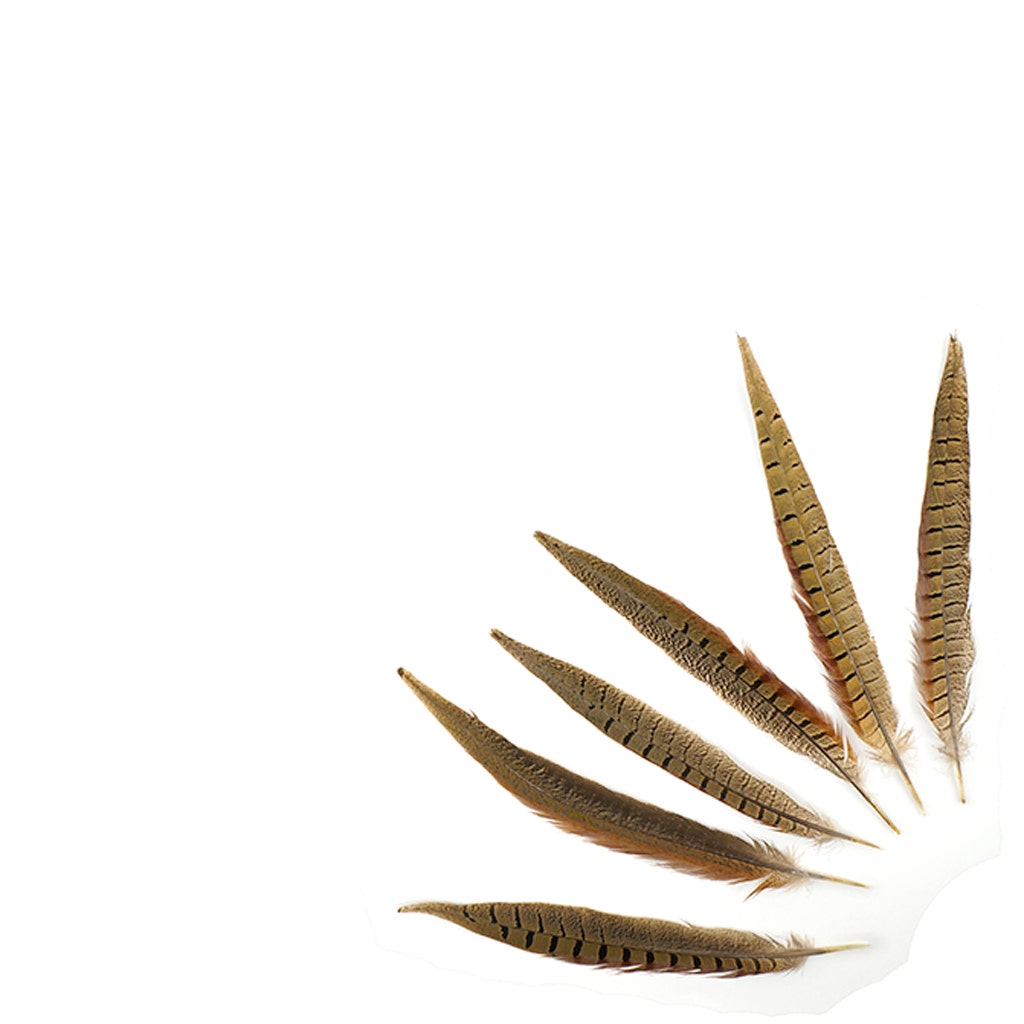 Ringneck Pheasant Tails - Natural - 10 - 12"
