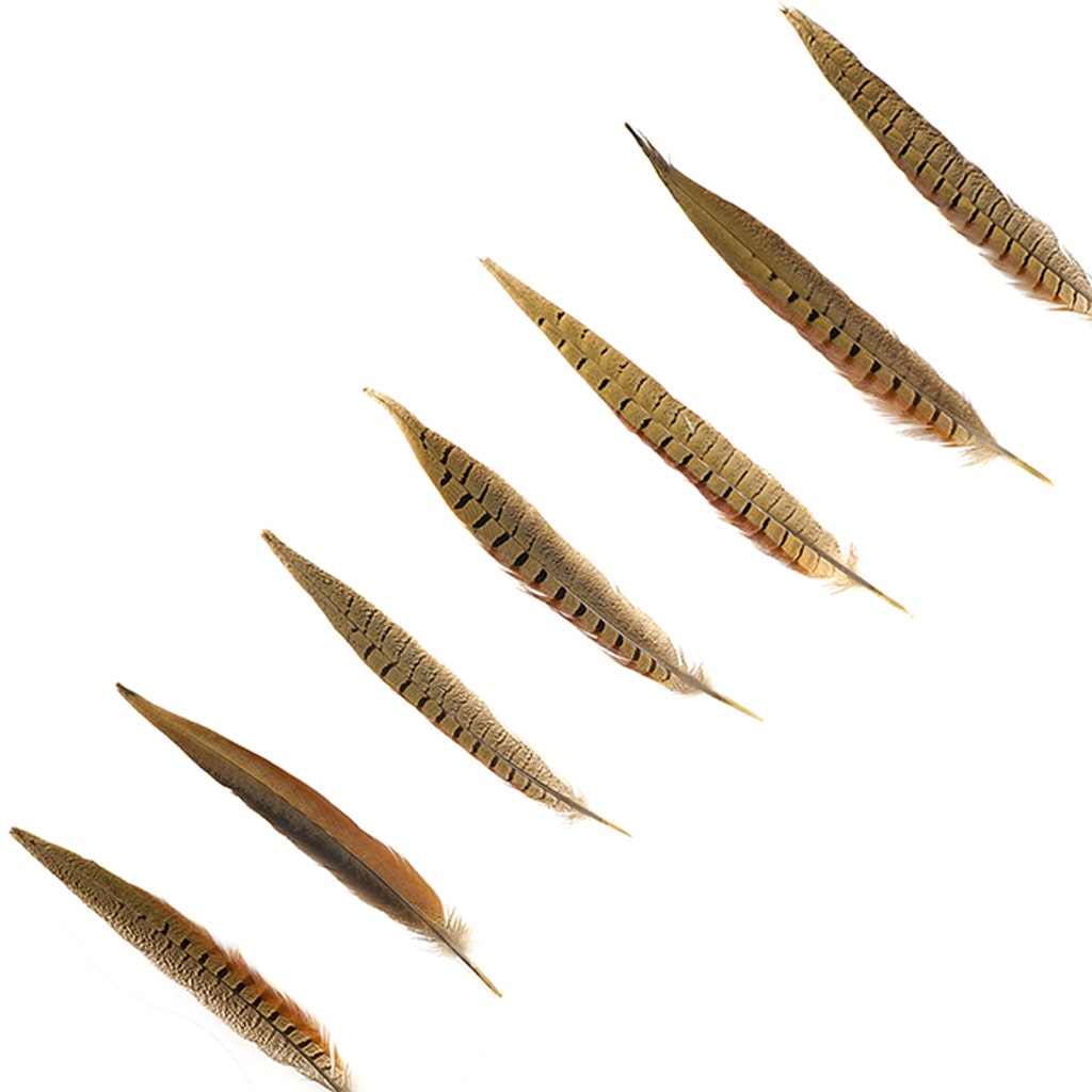 Ringneck Pheasant Tails - Natural - 10 - 12"