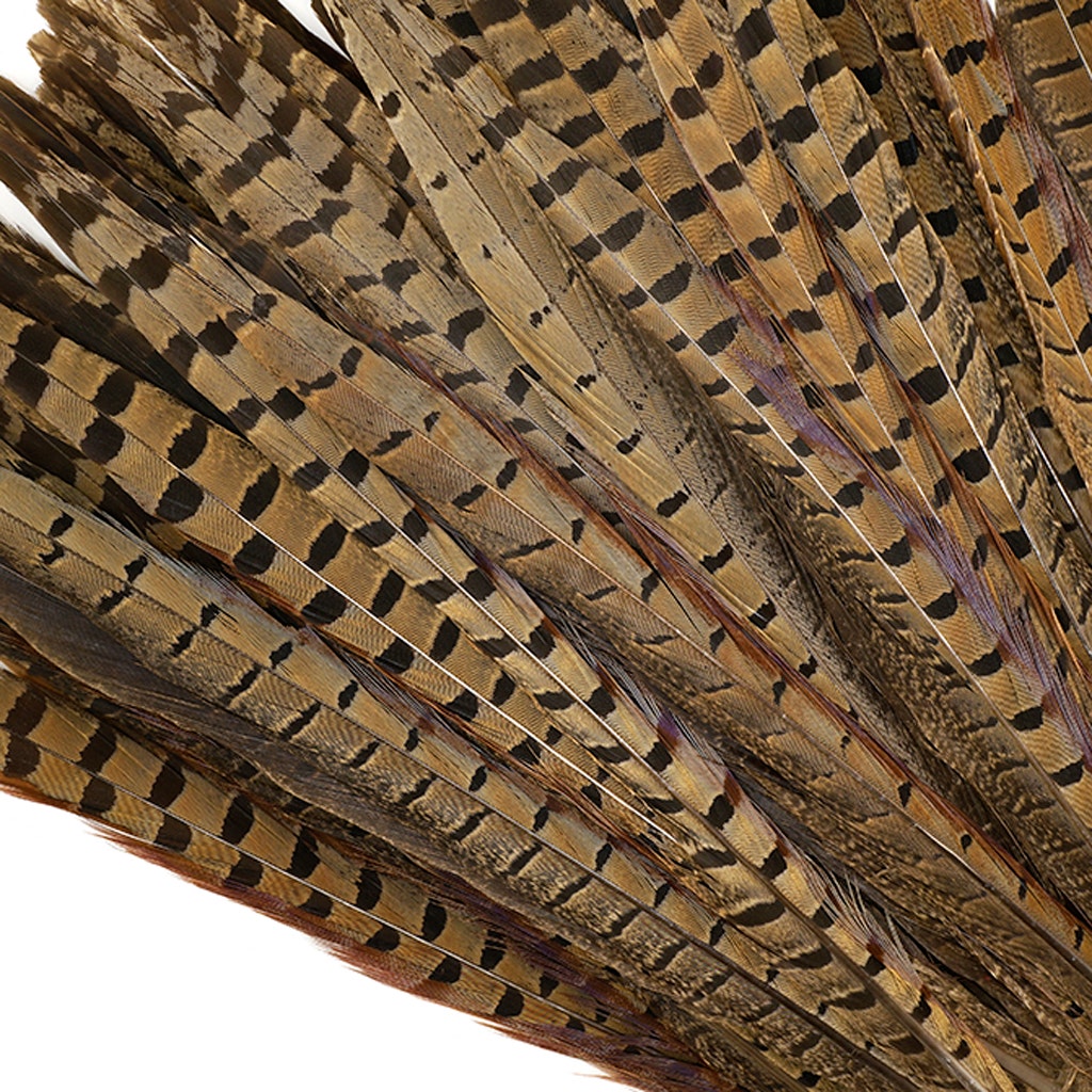 Ringneck Pheasant Tails - Natural - 12 - 14"