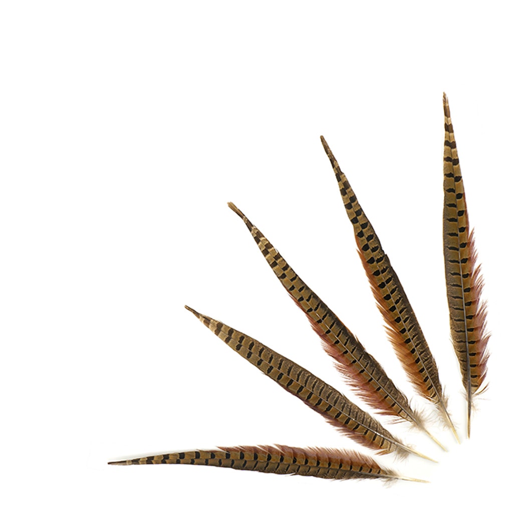 Ringneck Pheasant Tails - Natural - 14 - 16"