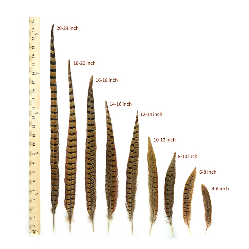 Ringneck Pheasant Tails - Natural - 4 - 6"