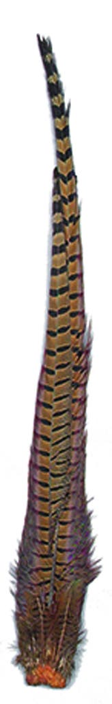 Ringneck Pheasant Complete Tail - 4 - 24"