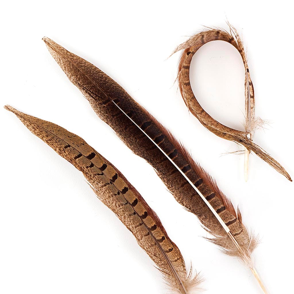 Ringneck Pheasant Tails Parried - Natural-8-10"