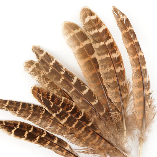 10 PC/PKG Female Ringneck Pheasant Tails 4-6"- Natural