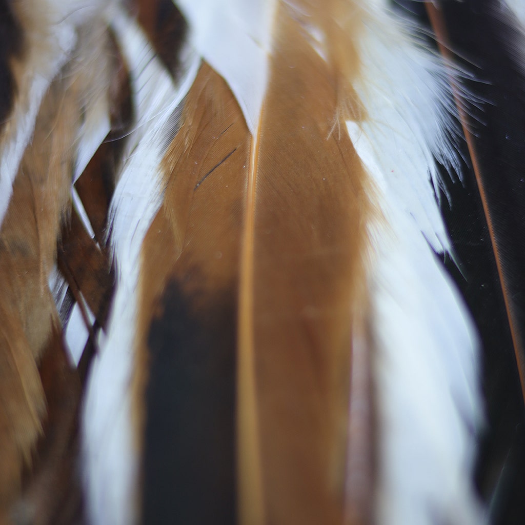 Rooster Coque Tails Feathers Half Bronze Natural 15-18" [1/4 LB Bulk]