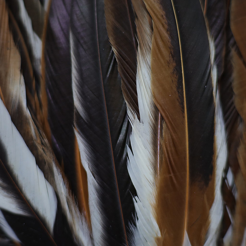 Rooster Coque Tails Feathers Half Bronze Natural 15-18" [1/4 LB Bulk]