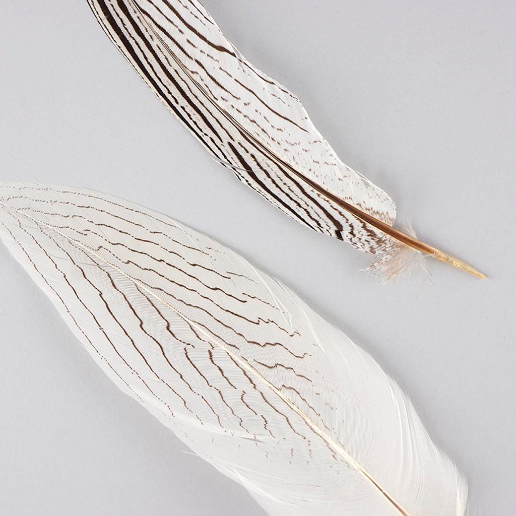 Silver Pheasant Tail Feathers - Natural - 8 - 12"